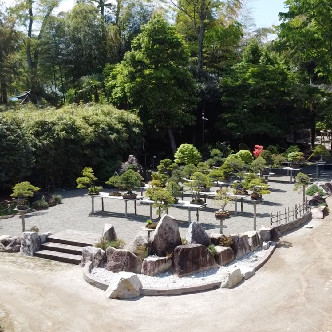 Bonsai IG03 1080x1080